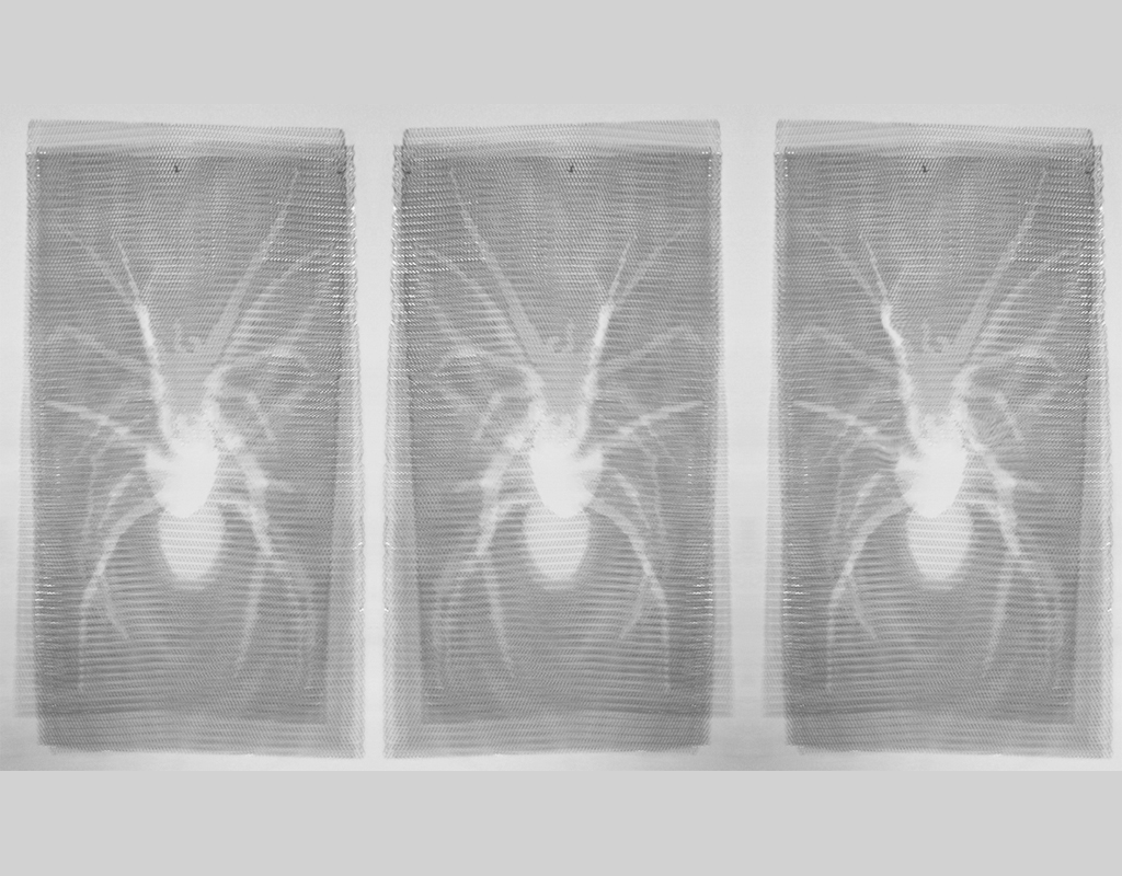 Crawl - Negative cut-outs of Spiders in various stages of movement