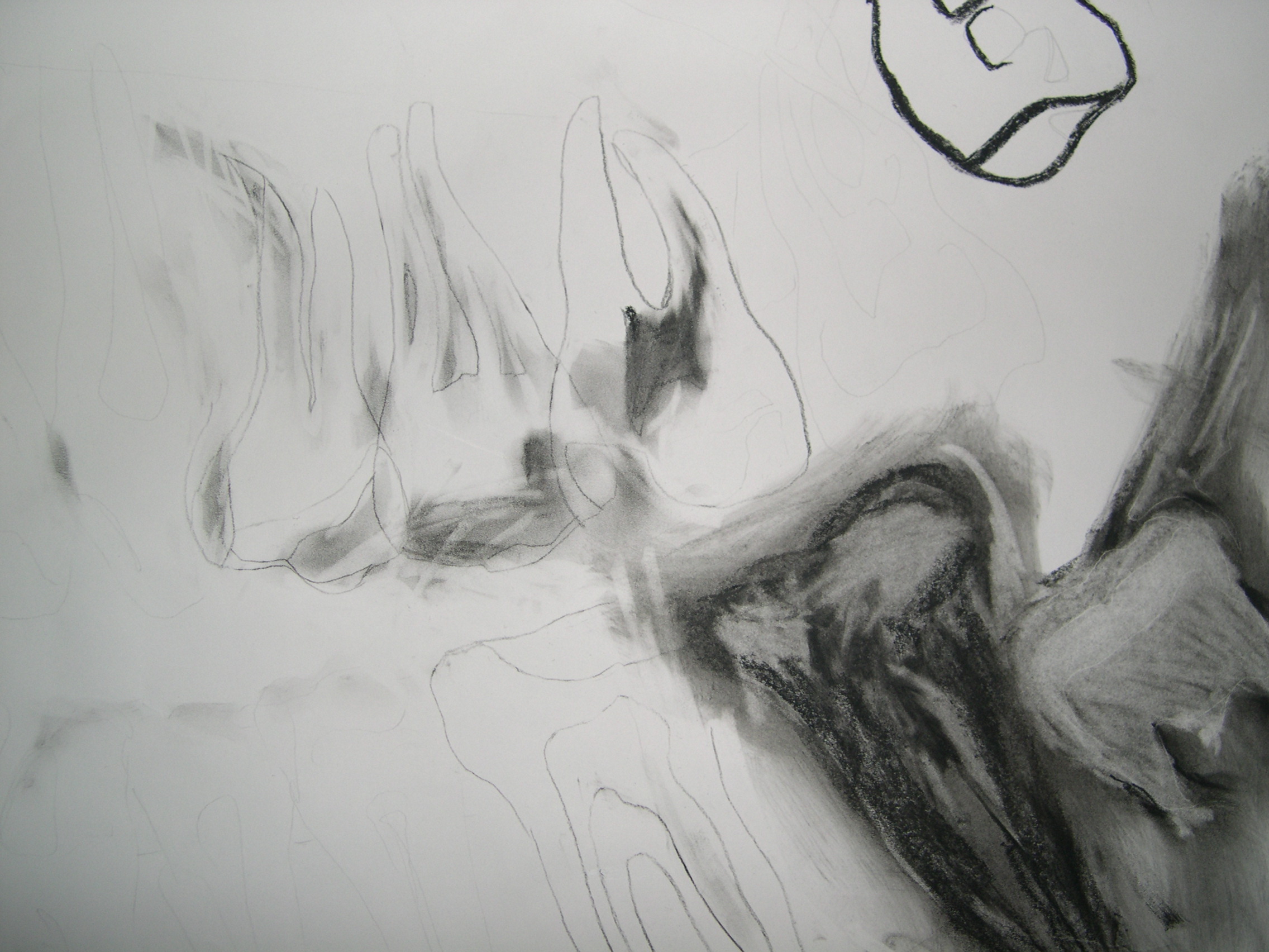 Detail - Four Wisdoms - Drawing of Xray of full set of teeth - Charcoal on paper
